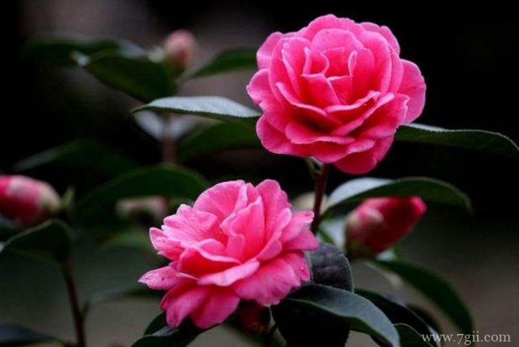 昆明适合养什么花？