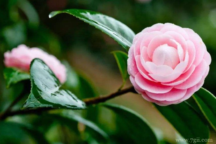 昆明适合养什么花？