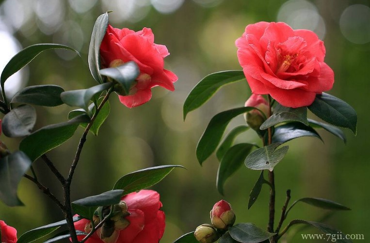 昆明的市花是什么？