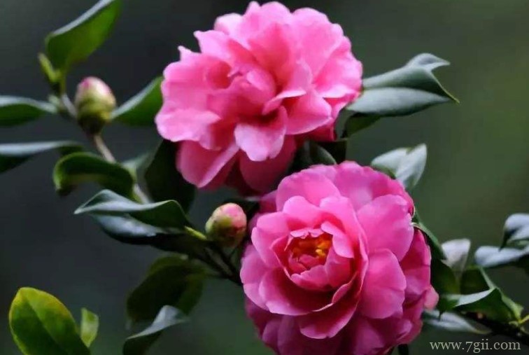 昆明的市花是什么？