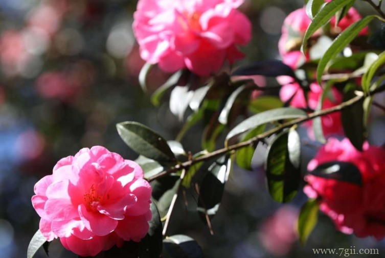 昆明的市花是什么？