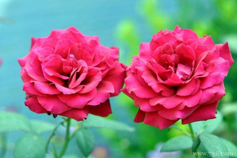 月季怎么养殖？