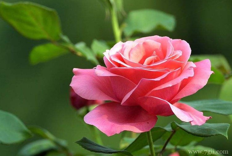 月季怎么养殖？