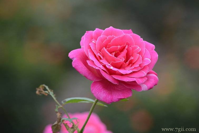 月季怎么养殖？