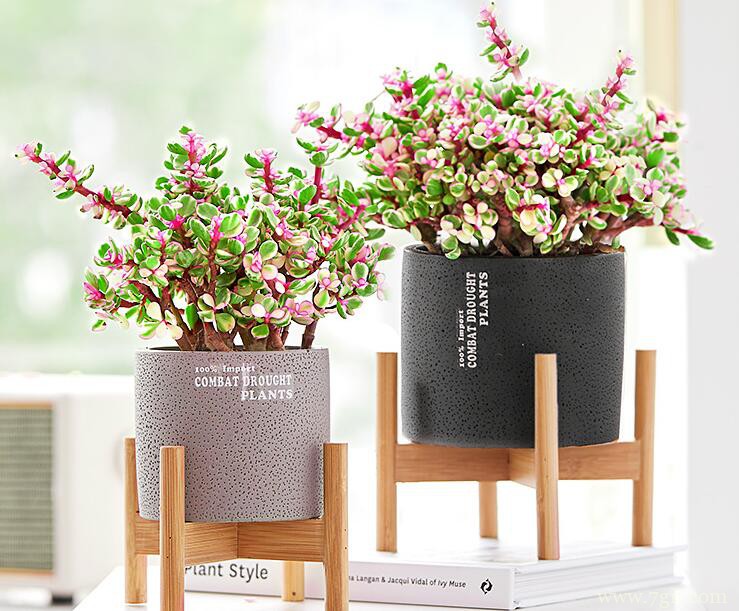 金枝玉叶如何养成老桩？