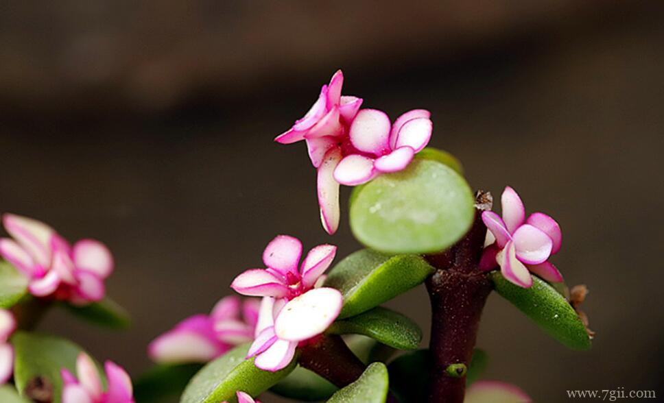 金枝玉叶如何养成老桩？