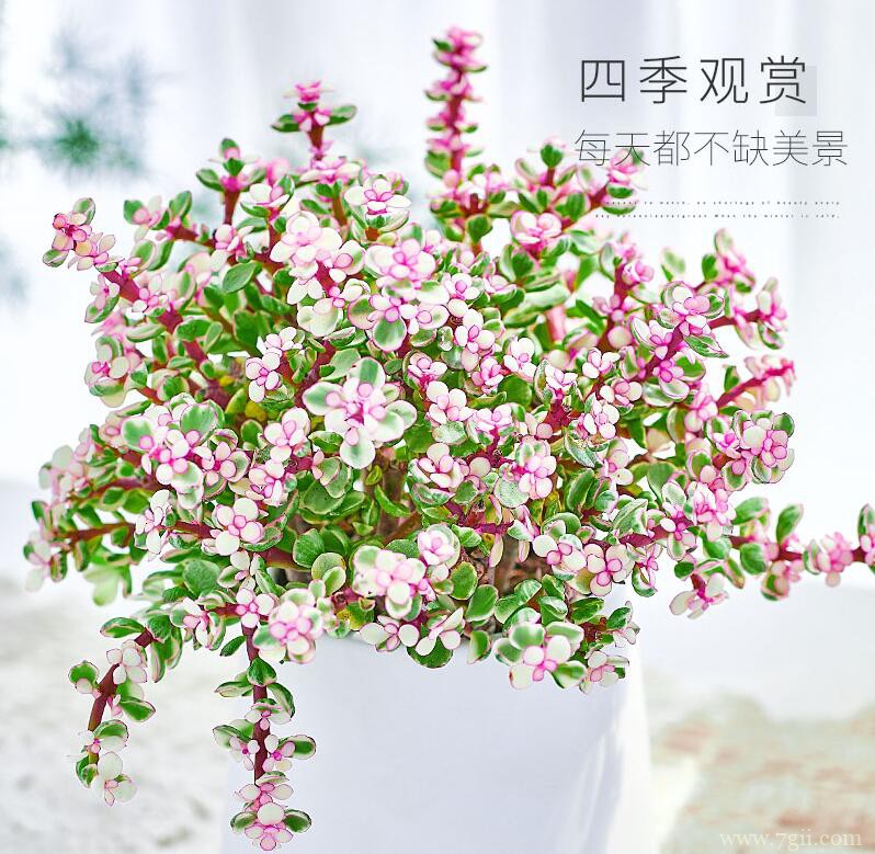 金枝玉叶如何养殖？