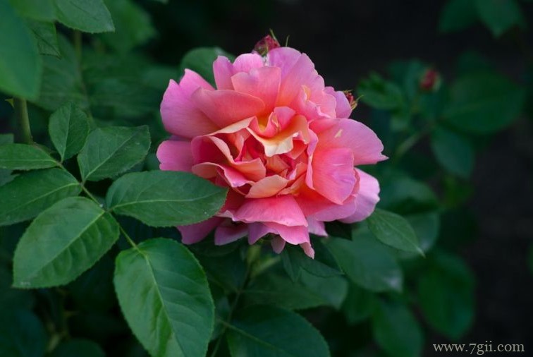 郑州的市花是什么？