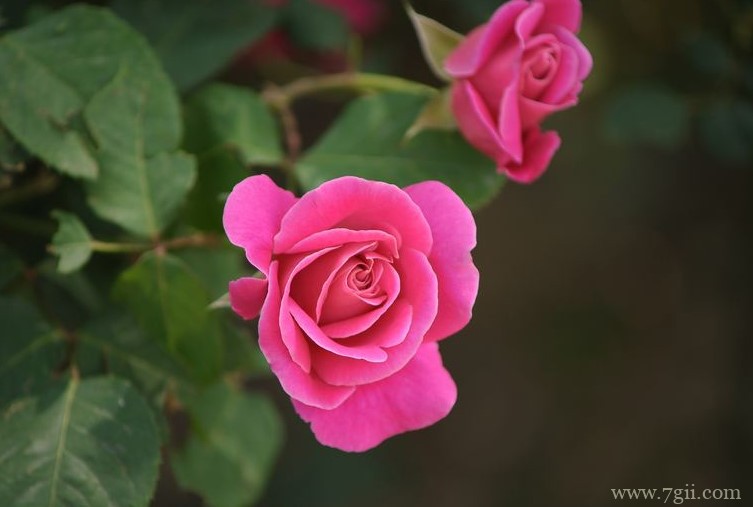 郑州的市花是什么？