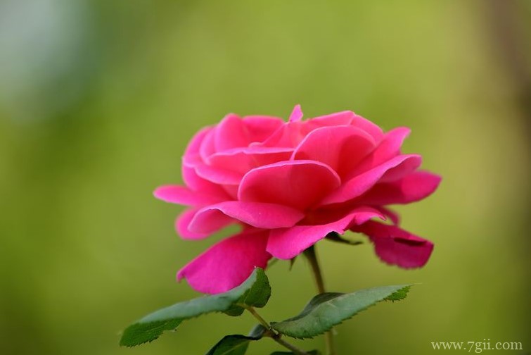 郑州的市花是什么？