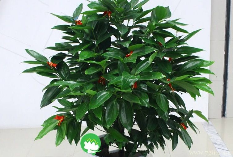 郑州适合养什么花卉植物？