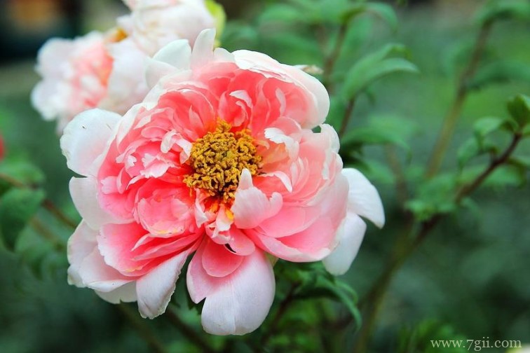 洛阳的市花是什么？