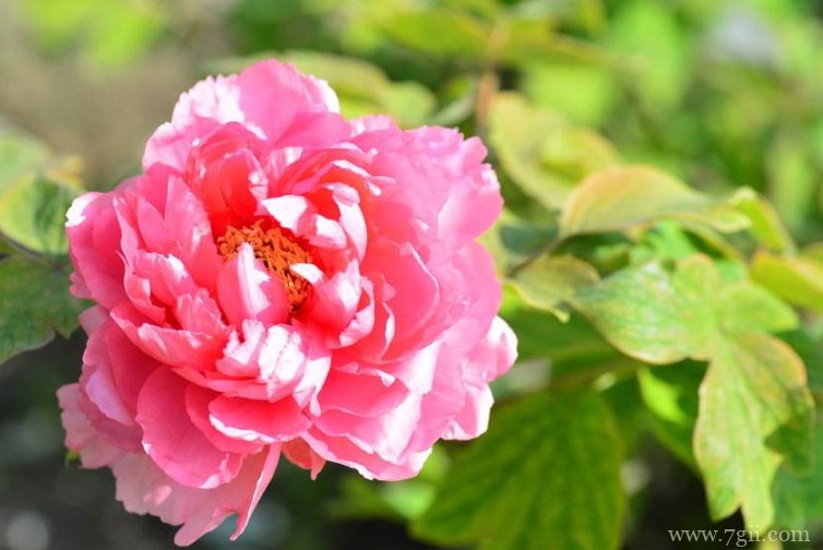 洛阳的市花是什么？