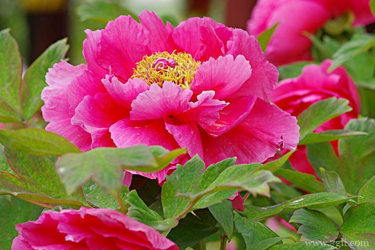 洛阳的市花是什么？