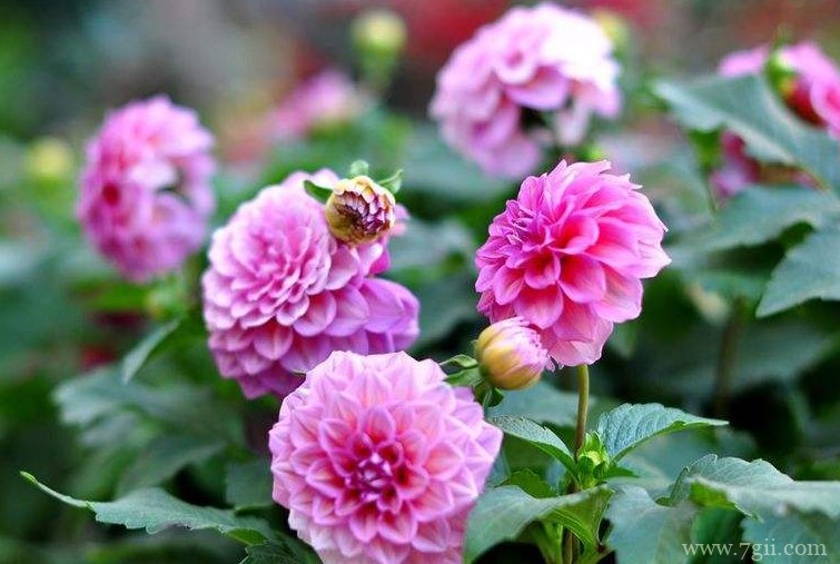 洛阳市适合养什么花？