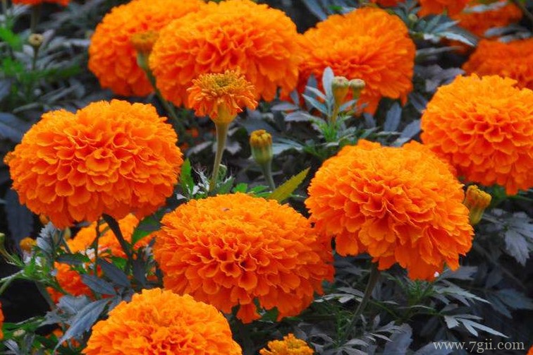 洛阳市适合养什么花？