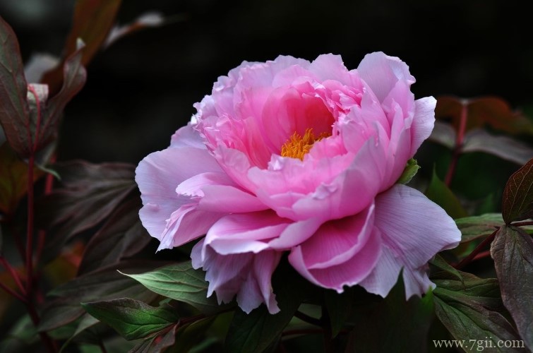 洛阳市适合养什么花？