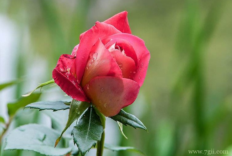 焦作市适合养什么花？