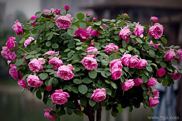 焦作市的市花是什么？