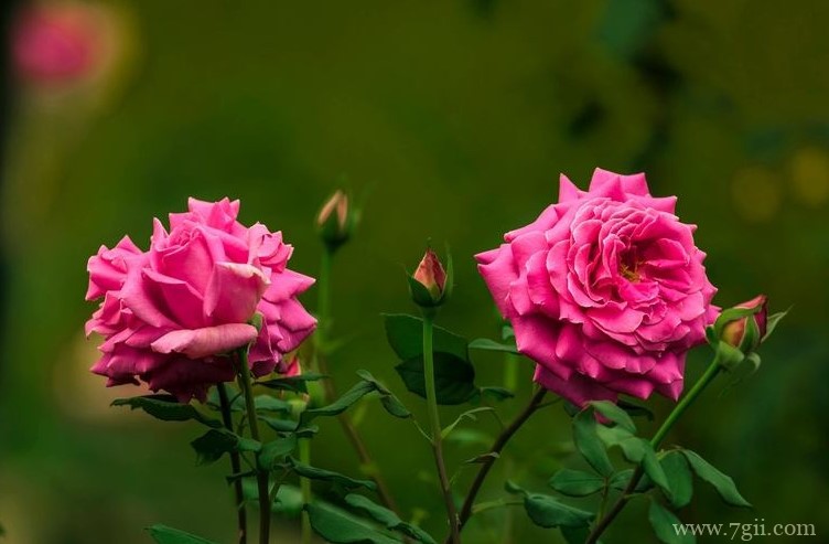 焦作市的市花是什么？