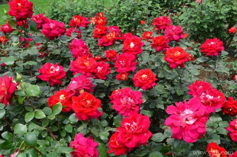 焦作市的市花是什么？