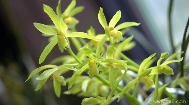 室内怎么种植蕙兰？