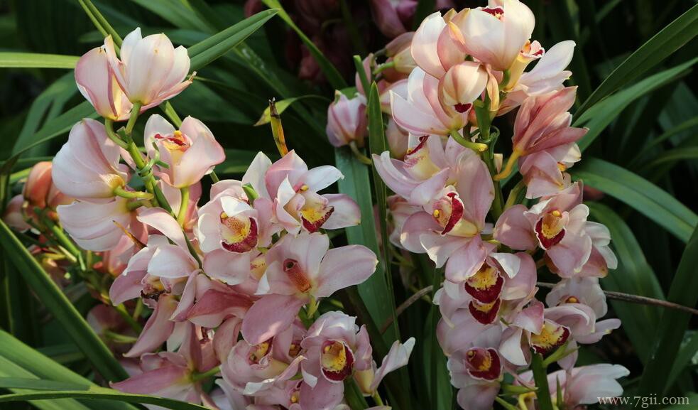 室内怎么种植蕙兰？