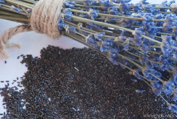 怎么种植薰衣草种子？