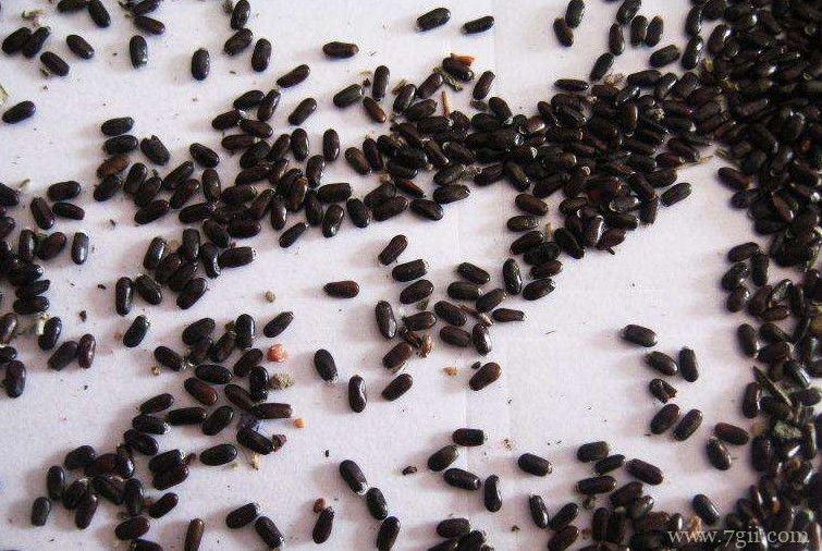 怎么种植薰衣草种子？