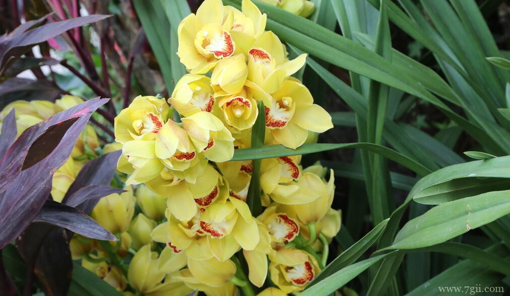 影响蕙兰开花的原因