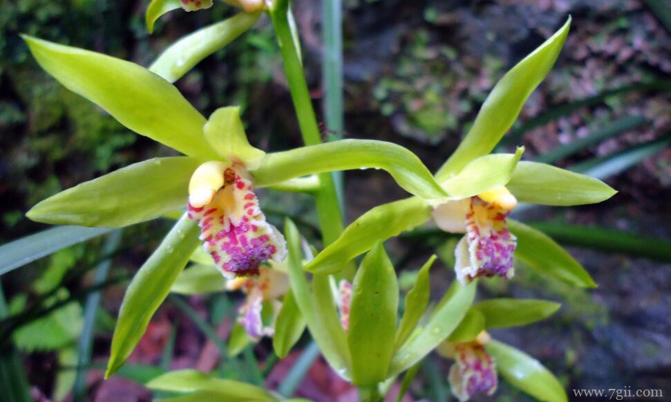 蕙兰开花后怎么养护？