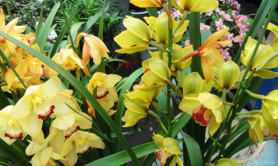 蕙兰开花后怎么养护？