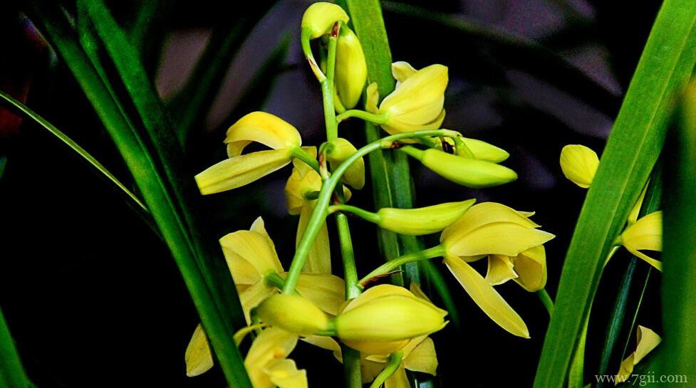 蕙兰如何养殖？