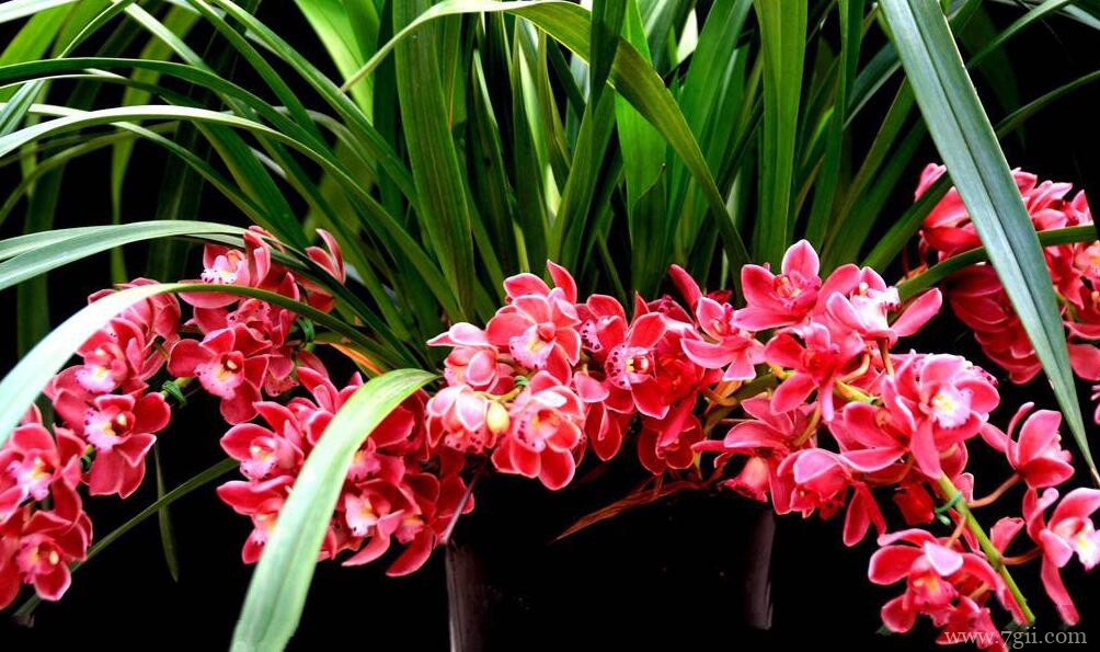 蕙兰如何养殖？