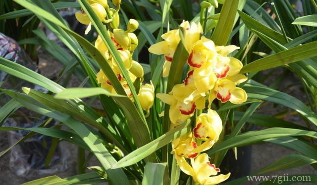 蕙兰怎么养殖？蕙兰的养殖方法和技巧