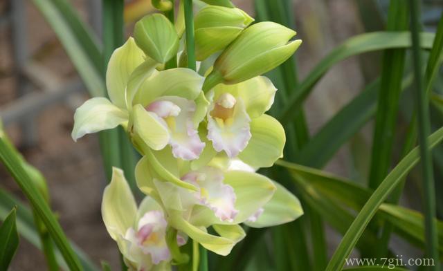 盆栽蕙兰的养护方法和注意事项