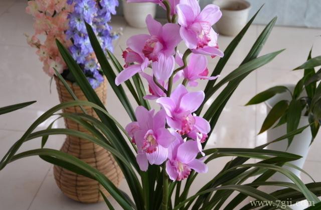 如何选择蕙兰的香味？