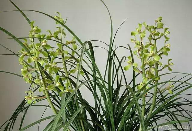 蕙兰不复花怎么办？