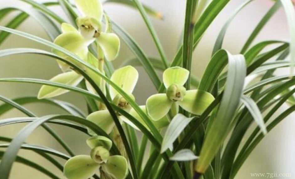 蕙兰和春兰有什么区别？