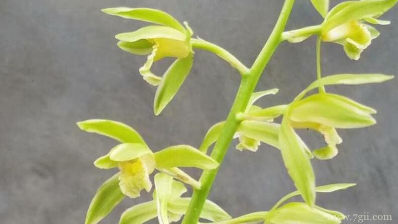 蕙兰和春兰有什么区别？