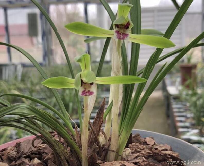 蕙兰和春兰有什么区别？