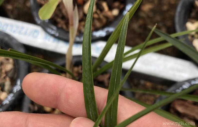 蕙兰和春兰有什么区别？