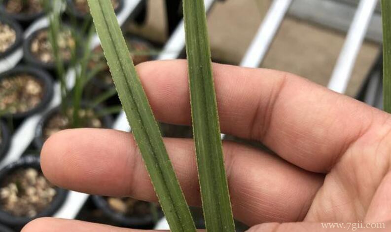 蕙兰和春兰有什么区别？