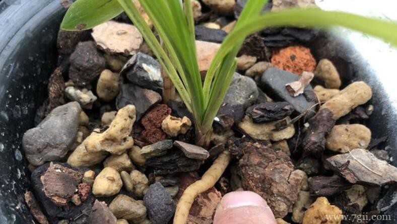 蕙兰和春兰有什么区别？