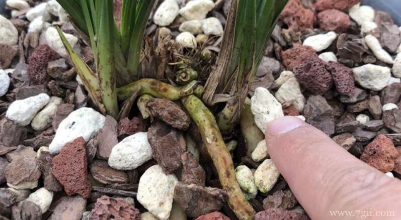 蕙兰和春兰有什么区别？