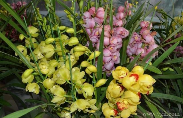 蕙兰怎么上盆养护？