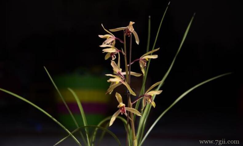 如何让蕙兰花期更长？4个诀窍告诉你，蕙兰能开30天