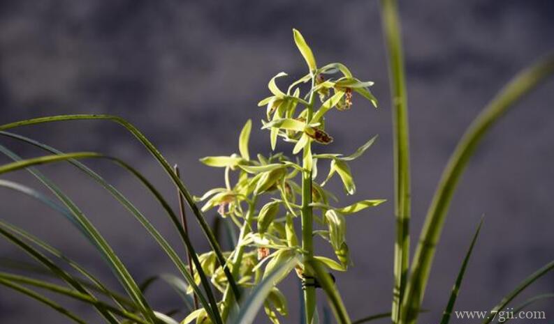 如何让蕙兰花期更长？4个诀窍告诉你，蕙兰能开30天