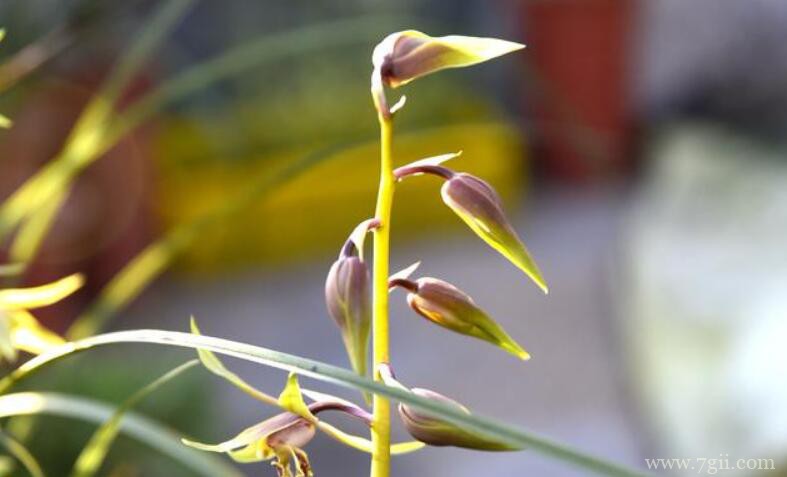如何让蕙兰花期更长？4个诀窍告诉你，蕙兰能开30天
