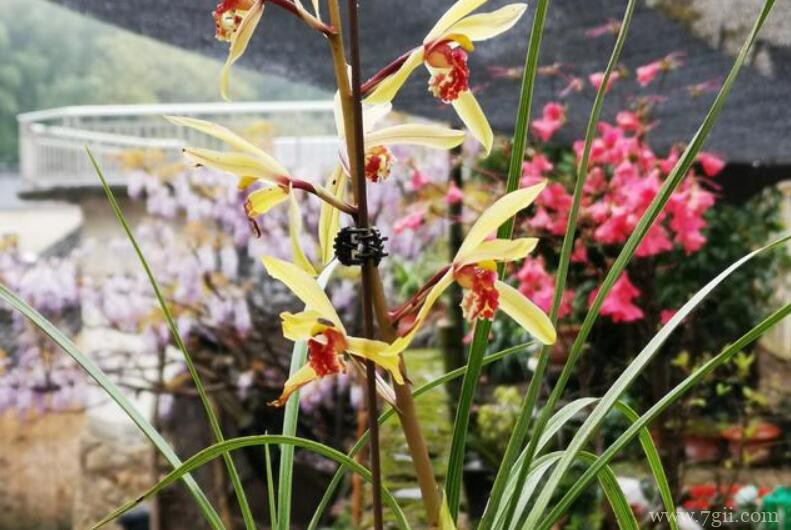 如何让蕙兰花期更长？4个诀窍告诉你，蕙兰能开30天